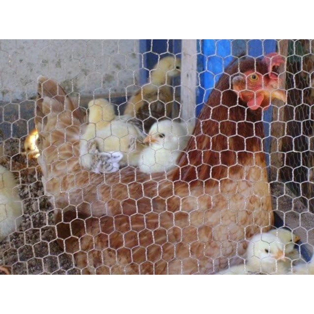 10 metros tela pinteiro pintinho malha 1" com 1m de altura - Morlan