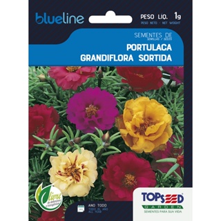 Sementes de  flor Onze Horas Portulacas 10000  selecionadas sortidas em Oferta na Shopee