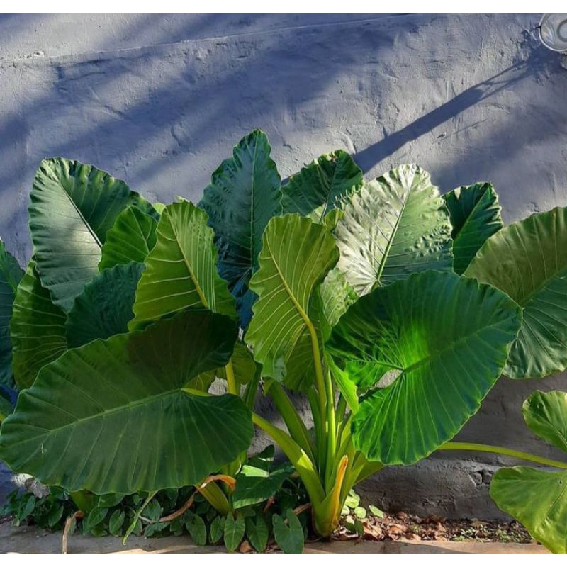 alocasia orelha de elefante gigante Shopee Brasil