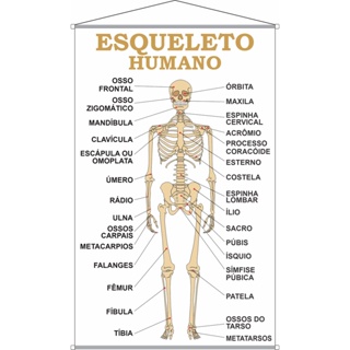 Banner esqueleto humano pedagógico educativo escolar em Oferta na Shopee