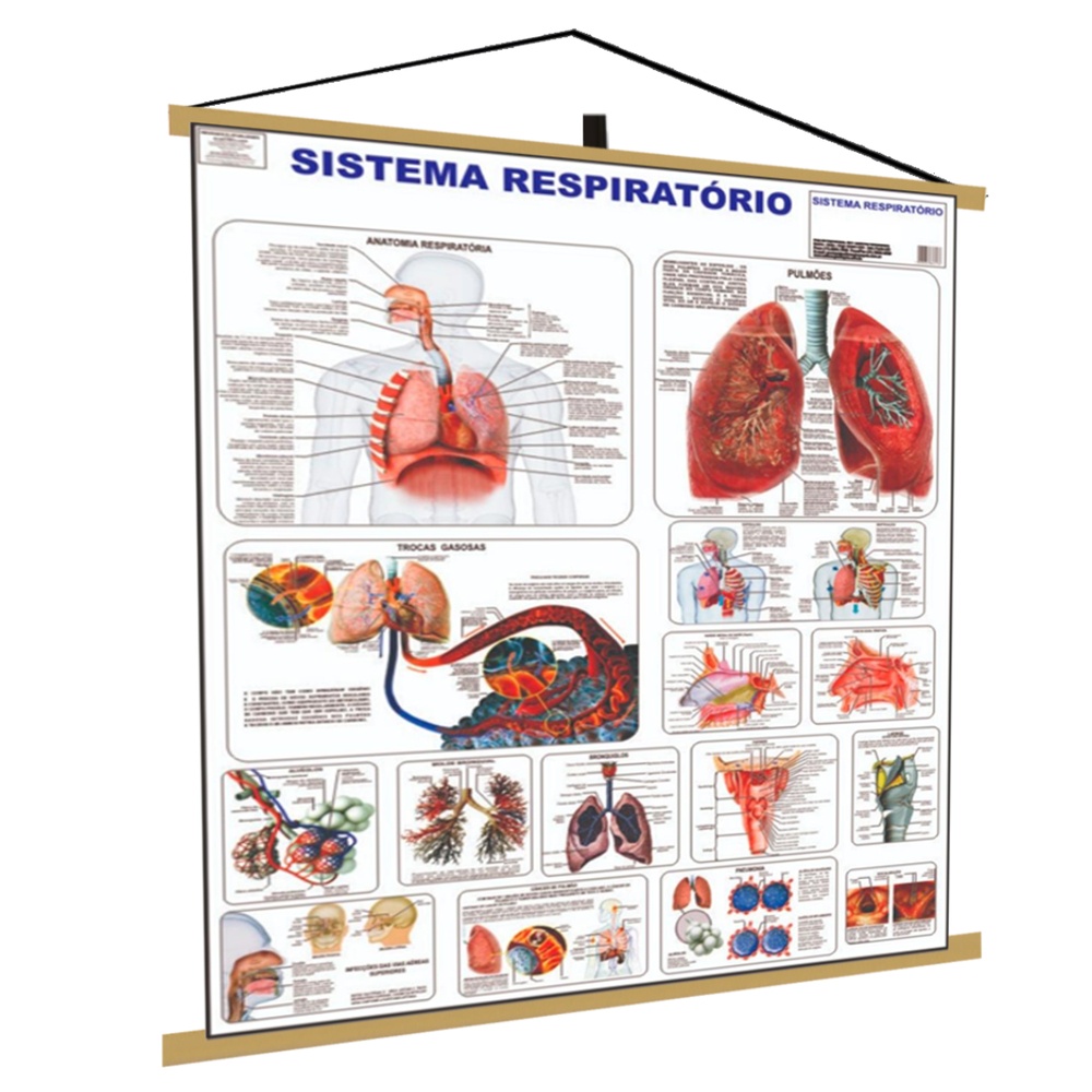 Sistema Respiratório Banner Poster Mapa Corpo Humano Anatomia Medicina