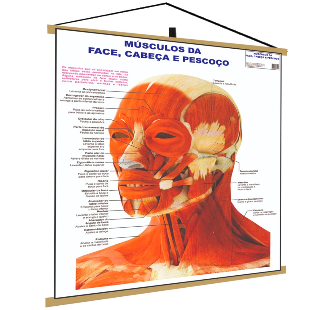 Sistema Músculos da Face Banner Poster Mapa Corpo Humano Anatomia Medicina
