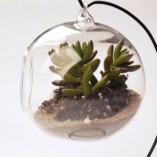 Vaso Bola Grande Para Suculentas E Terrários 13cm
