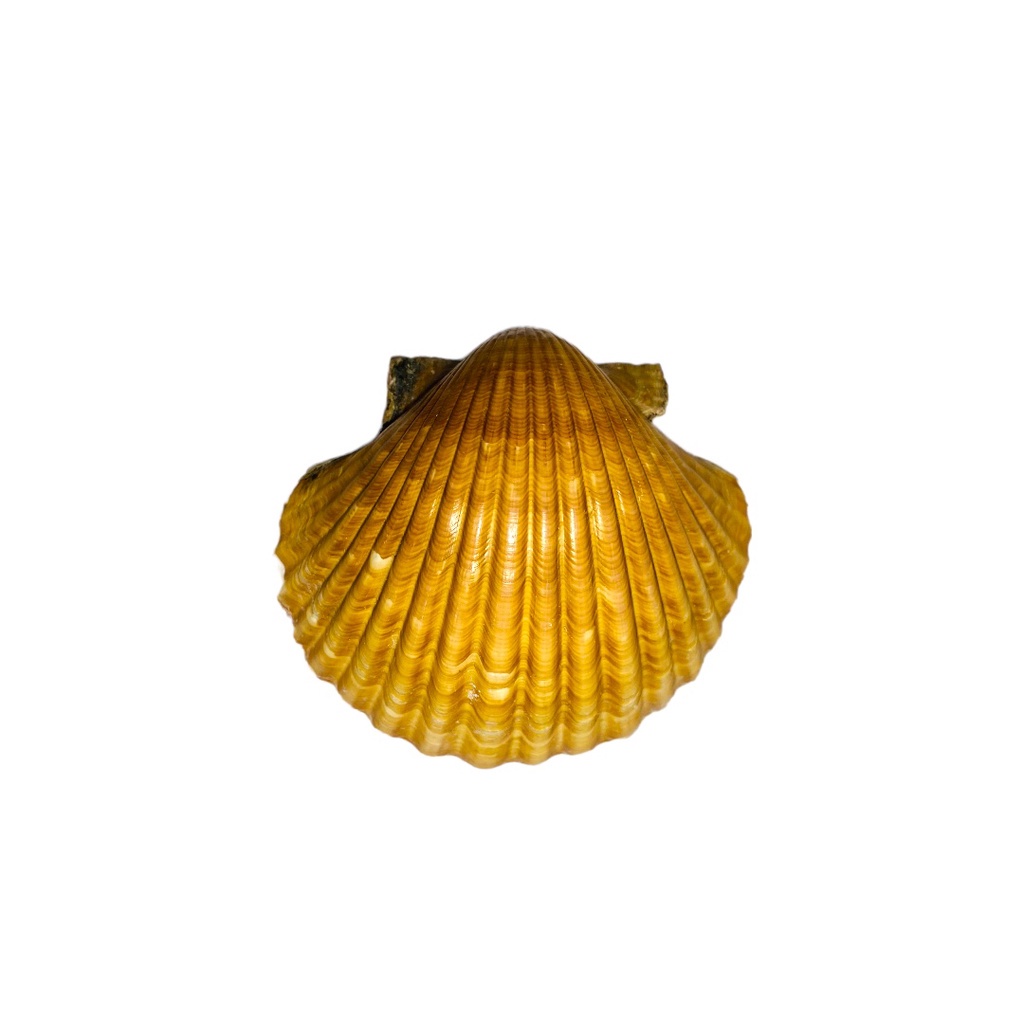 1 Concha Shell Umbanda E Candomblé Decoração Promoção
