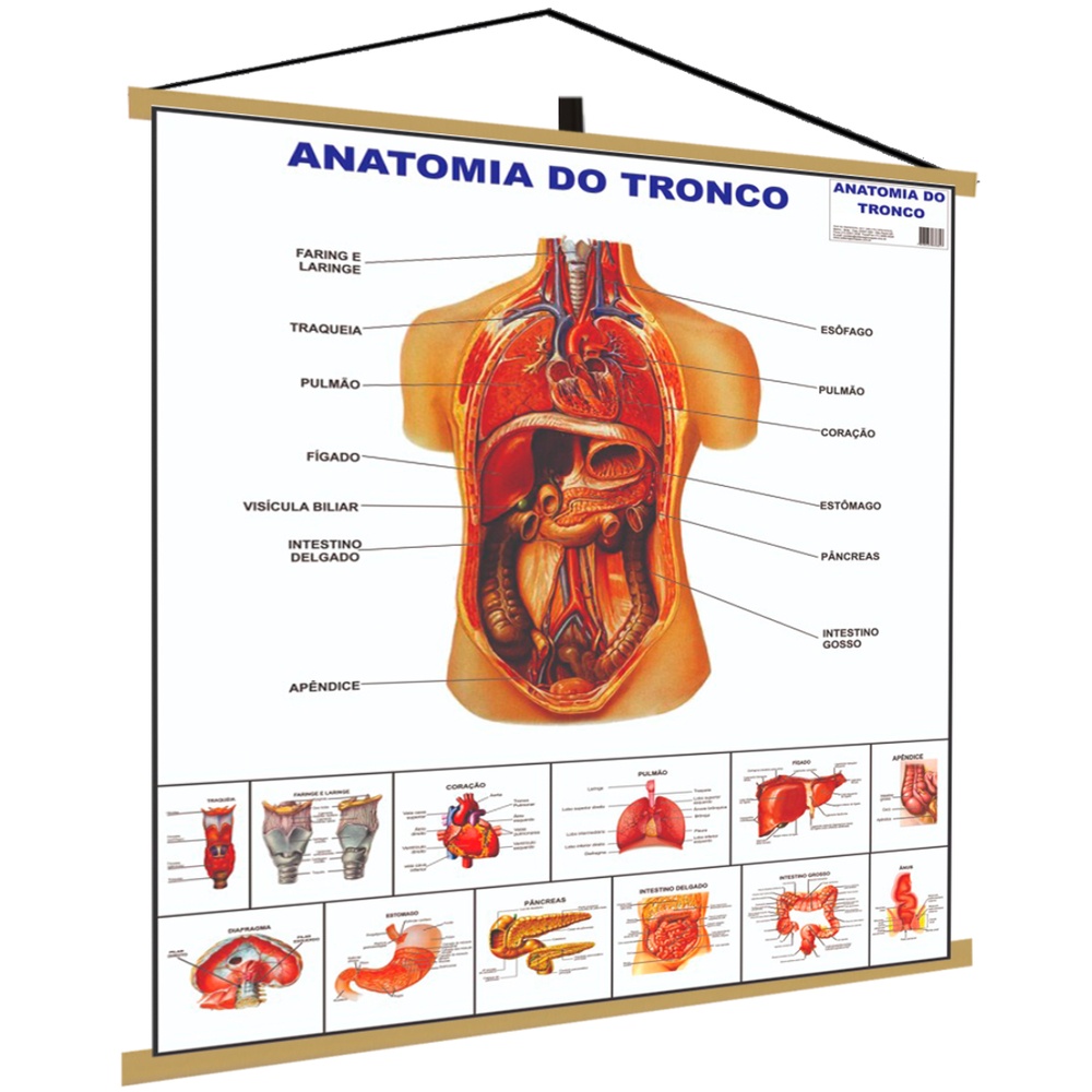 Anatomia do Tronco Banner Poster Mapa Corpo Humano Anatomia Medicina ...