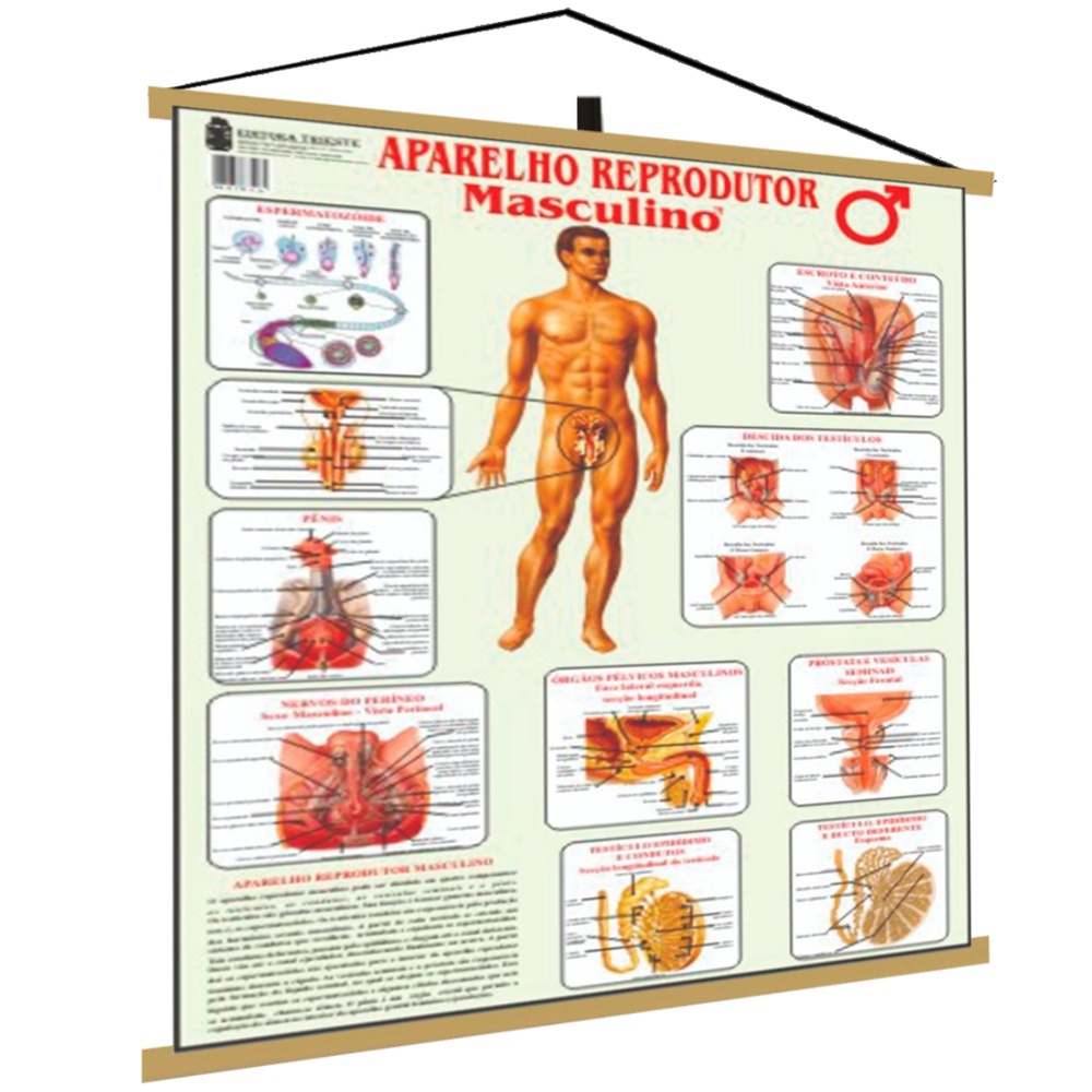 Reprodutor Masculino Banner Poster Mapa Corpo Humano Anatomia Medicina