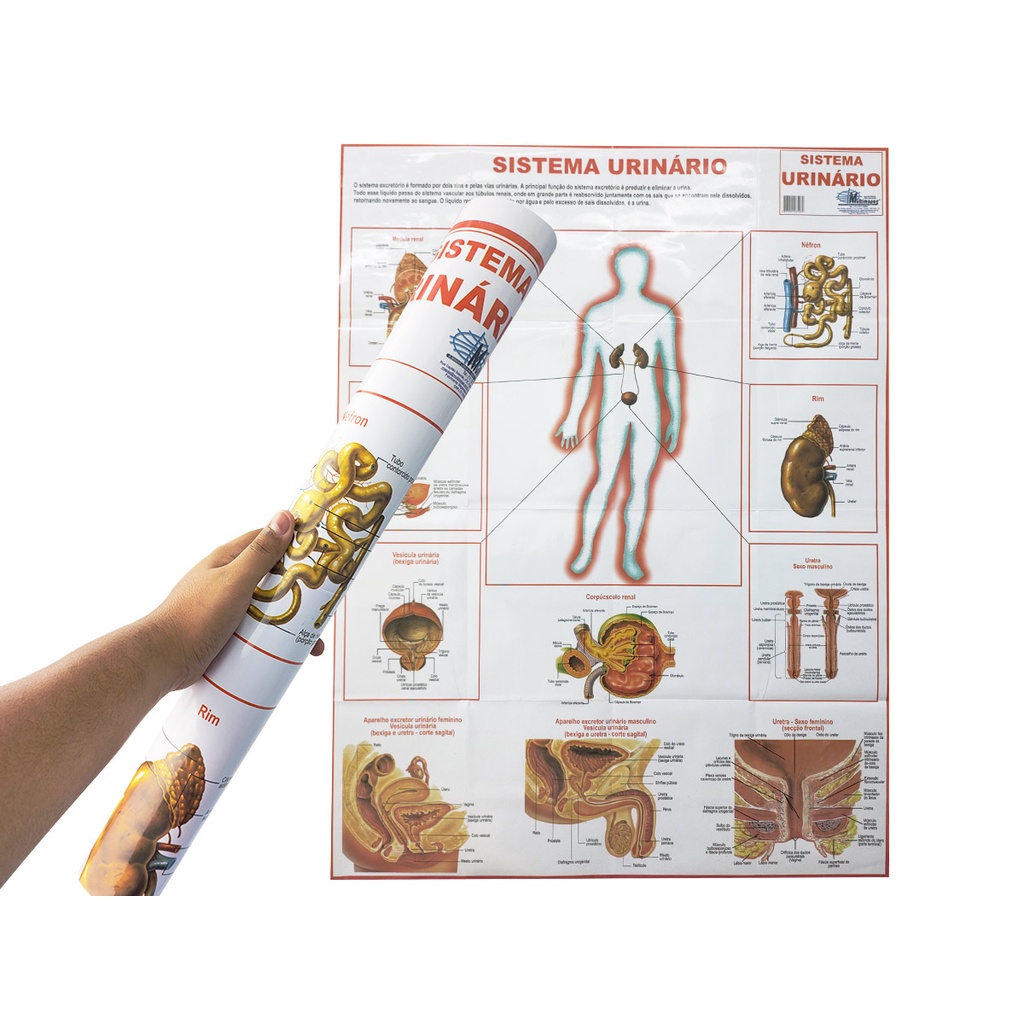 Mapa Sistema Urinário 90x120CM  Banner Anatomia do Corpo Humano Para Estudo Biologia Pôster Medicina