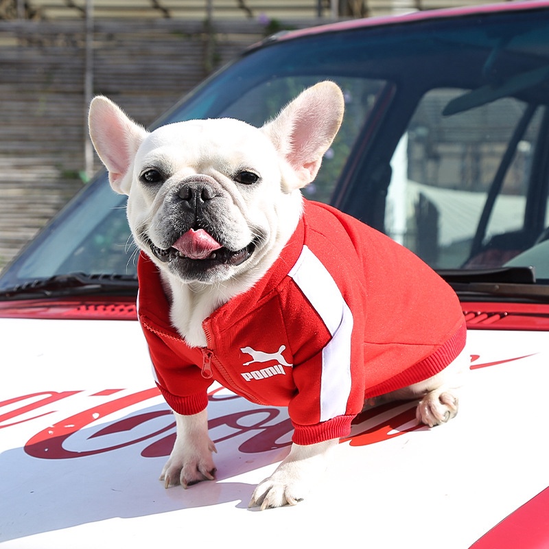 Casaco Chihuahua Cachorro De Inverno Roupas Para Cães Pequenos E Médios Bulldog Francês Camiseta Pug — imagem 2 de 2