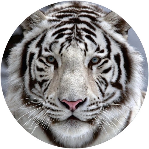 Capa Estepe Ecosport Crossfox Aircross Aro 13 A 16 Tigre