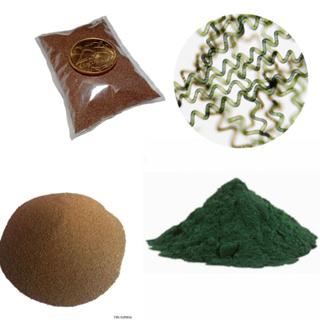 Artêmia Salina + Spirulina em Oferta na Shopee