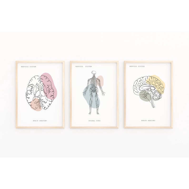 Quadro Decorativo Anatomia Humana, decoração casa Quadro Decorativo Medicina Minimalista tamanho grande Decoração para sala casa cozinha quarto Quadro decorativo Corpo Humano abstrata Moderno Decoração Corpo Humano Retro arte #40