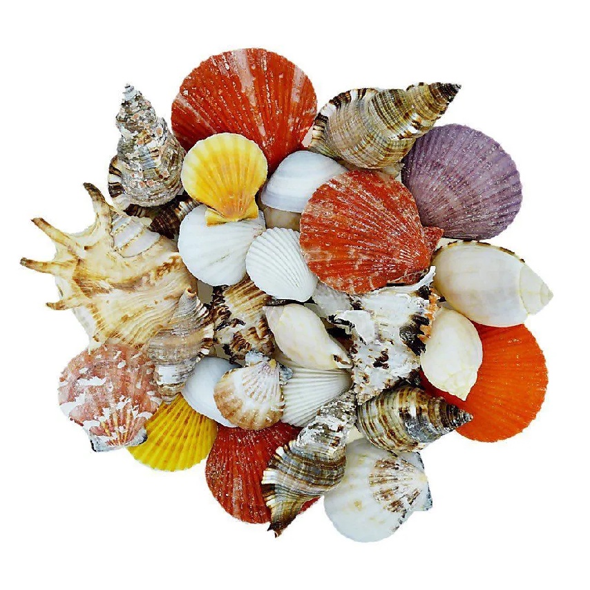 Kit Conchas Naturais Mix Variadas PC Grande 360 Gramas Decoracao Aquario Artesanato em Oferta na Shopee