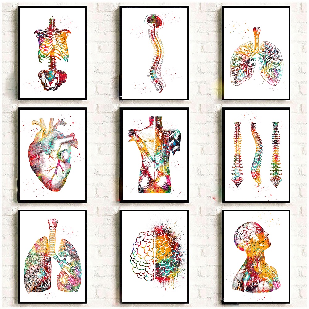 Quadro decorativo anatomia humana músculos Conjunto de Quadros anatomia humana músculos