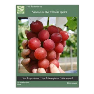 Kit Sementes de Uva Rosada Gigante Clima Quente para plantio de Mudas da fruta