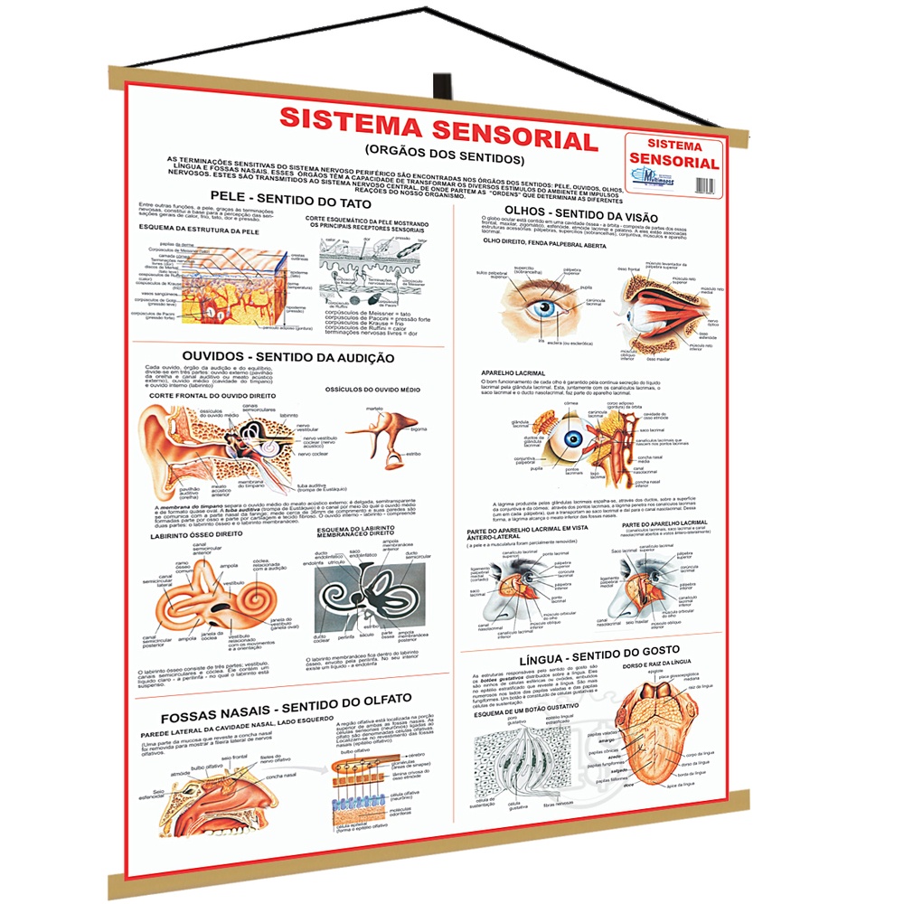 Mapa Sistema Sensorial Corpo Humano Poster Medicina Banner