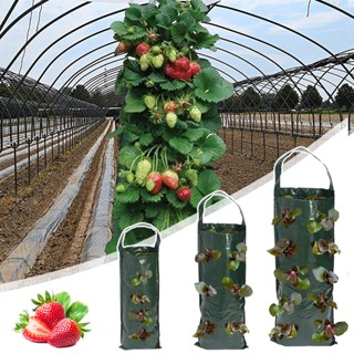 Sacos De Plantio Pendurados Cultivo De Morango Morang