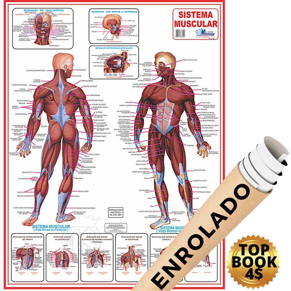Mapa Sistema Muscular Corpo Humano Anatomia Poster Medicina