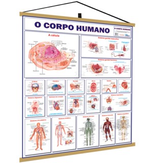 Mapa Corpo Humano Anatomia Banner Medicina Anatomia Moldura