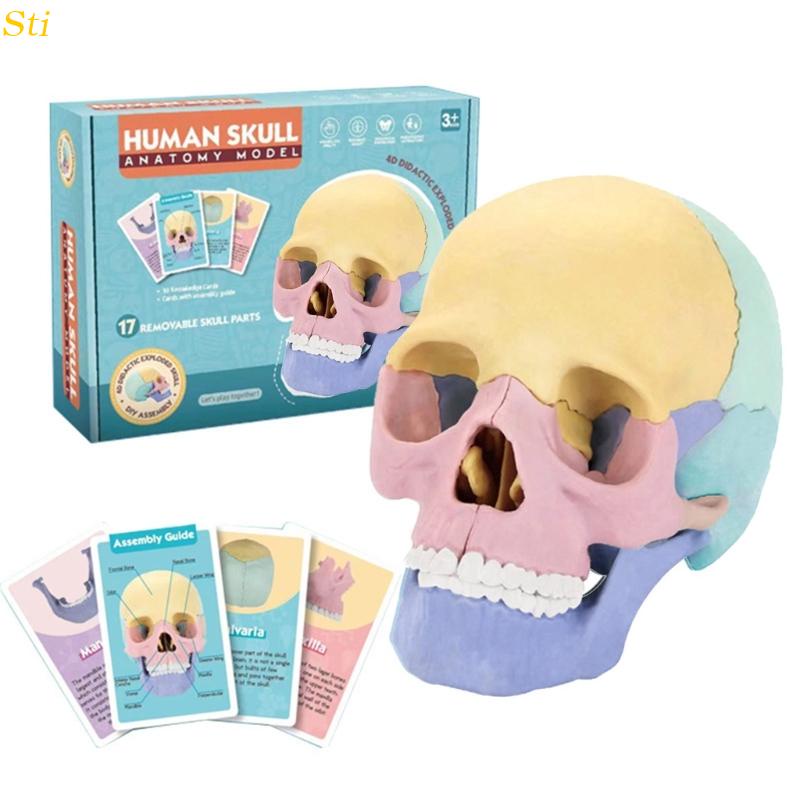 Modelo Anatomia Do Crânio Sti Para Estudar Médico