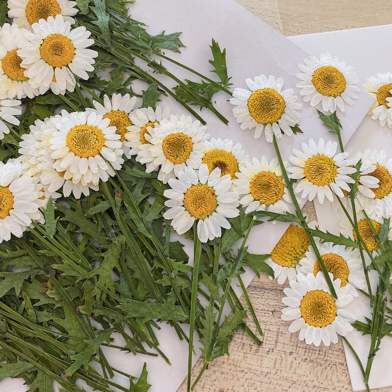 Pressão Positiva Com Crisântemo Desndrite Branco Pequena Margarida Seca Flor Em Relevo bookmark