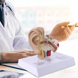 kikiu 5 Vezes Da Modelo Orelha Humana Anatomia Científica Suprimentos Anatômicas Estudo Exibição Profissional Sch em Oferta na Shopee