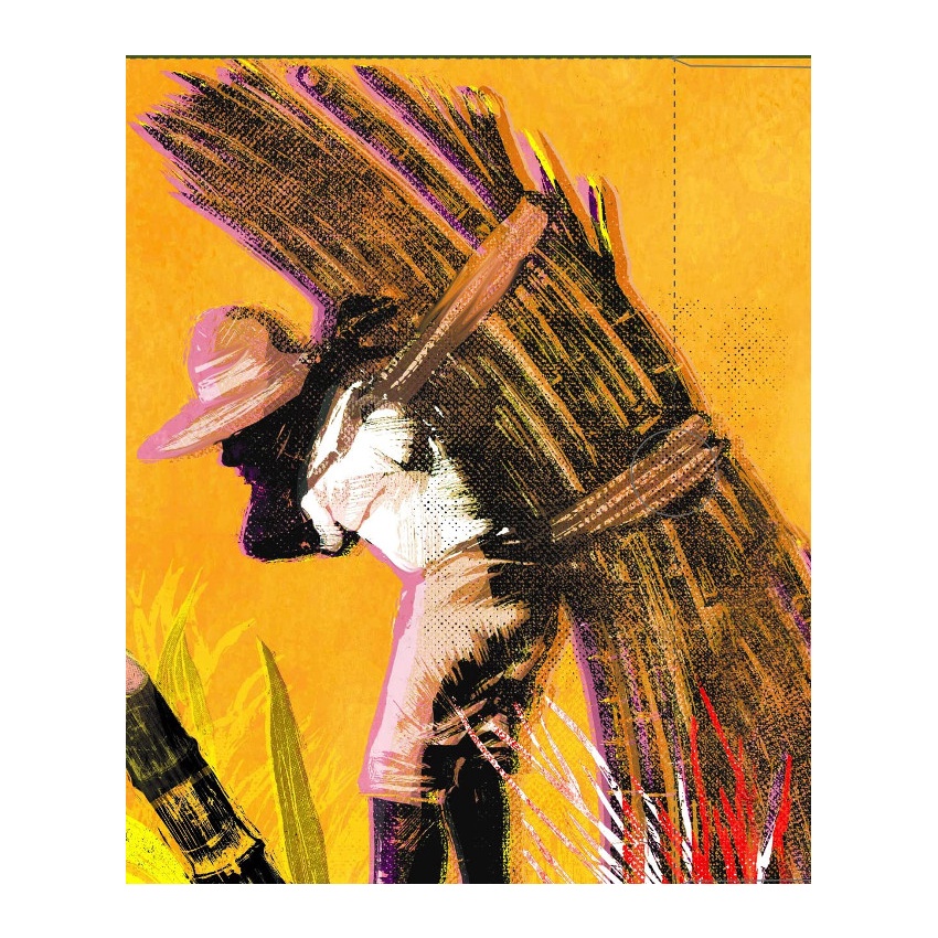 BOX - CICLO DA CANA-DE-AÇUCAR