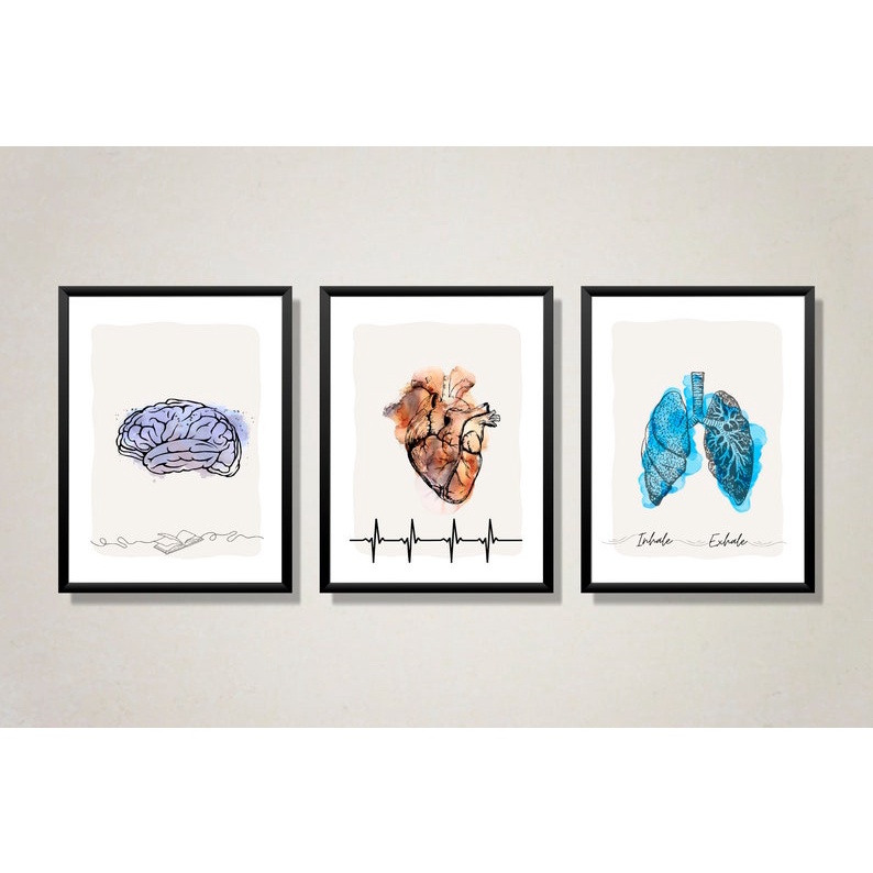 Quadro Decorativo Anatomia Humana, decoração casa Quadro Decorativo Medicina Minimalista grande
