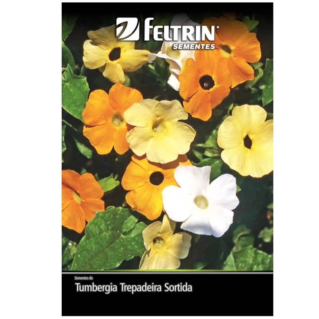 Sementes de Tumbergia Trepadeira (Sortida) FELTRIN