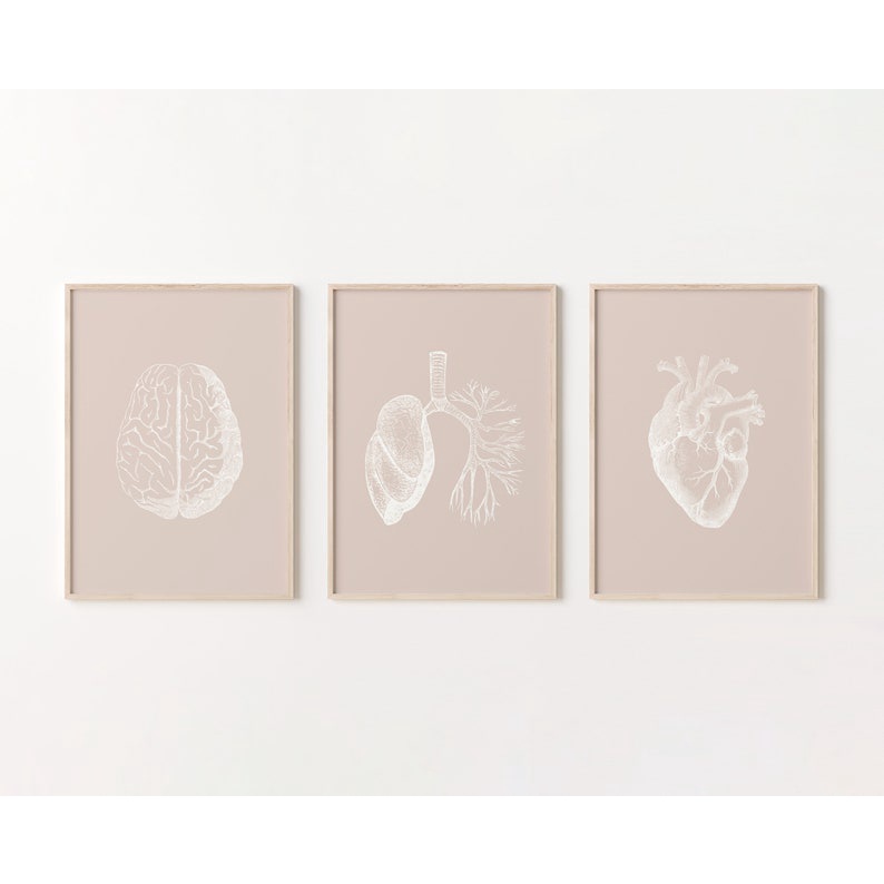 Quadro Decorativo Anatomia Humana, decoração casa Quadro Decorativo rosa, branco, cerebron pulmão