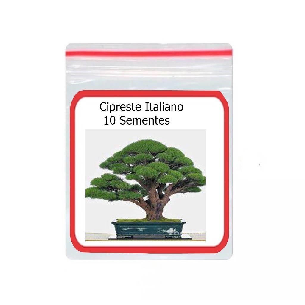 10 Sementes Cipreste Italiano ornamental
