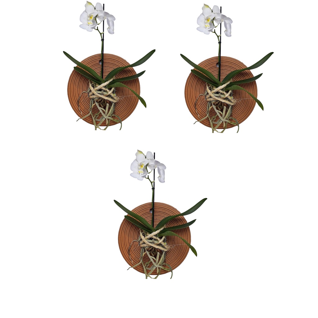 3 Vasos De Barro Prato Enraizador para Orquídea Mandala Decorativa - Kit Com 3
