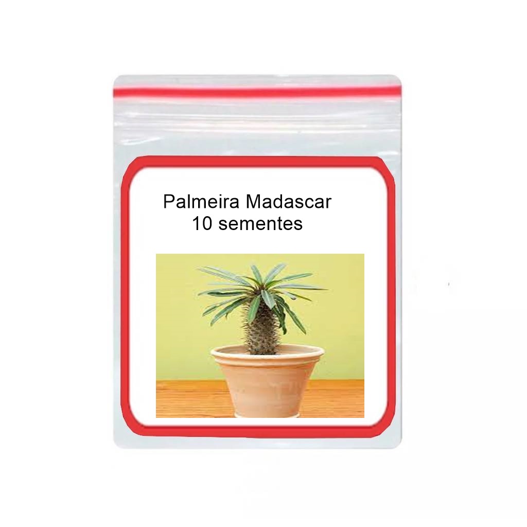 Palmeira Madascar Lamerei Pachypodium Suculenta 10 Sementes