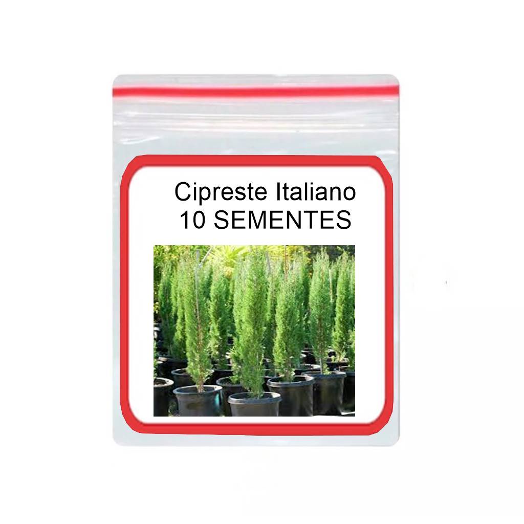 10 Sementes Bonsai Cupressus Semperviren Cipreste Italiano flor