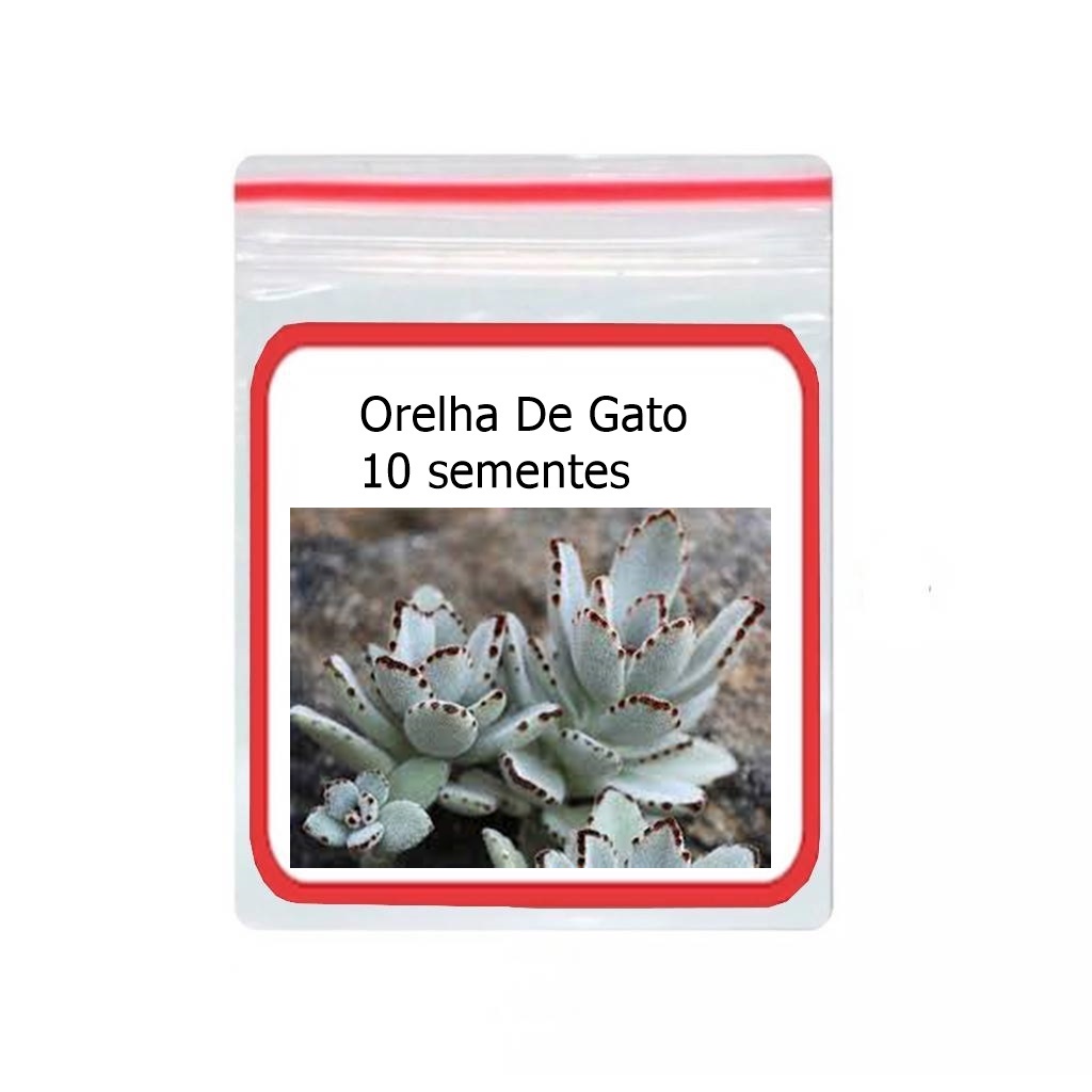 Suculenta Orelha de Gato - Comprar com Melhor Preço em Acessórios para Animais de Estimação