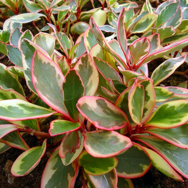 100 sements Peperomia Tricolor com manual de cultivo h