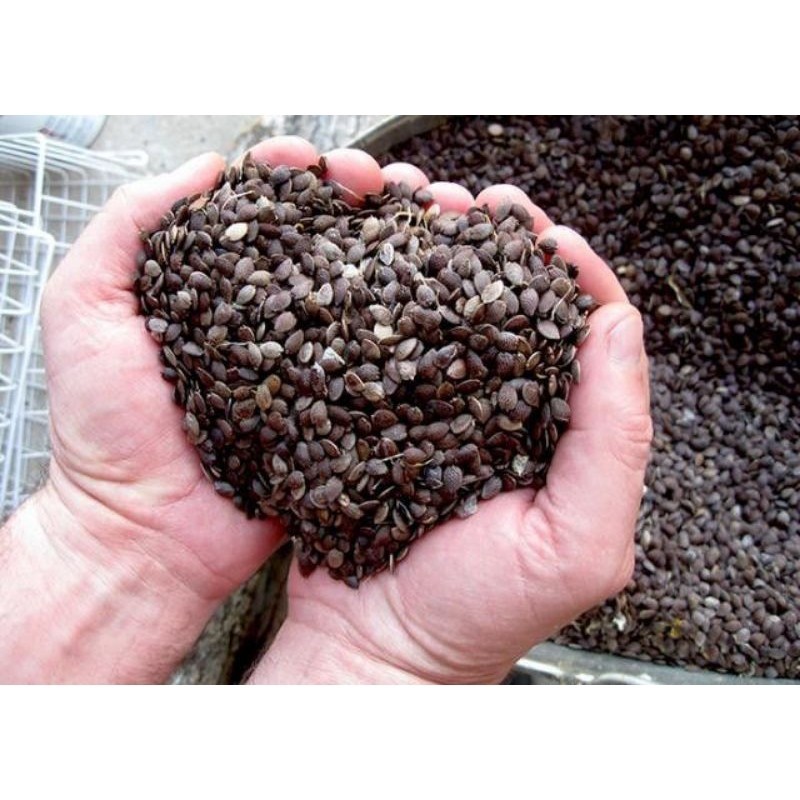 1.000 Sementes Maracujá amarelo precoce floração 45 dias top em Oferta na Shopee