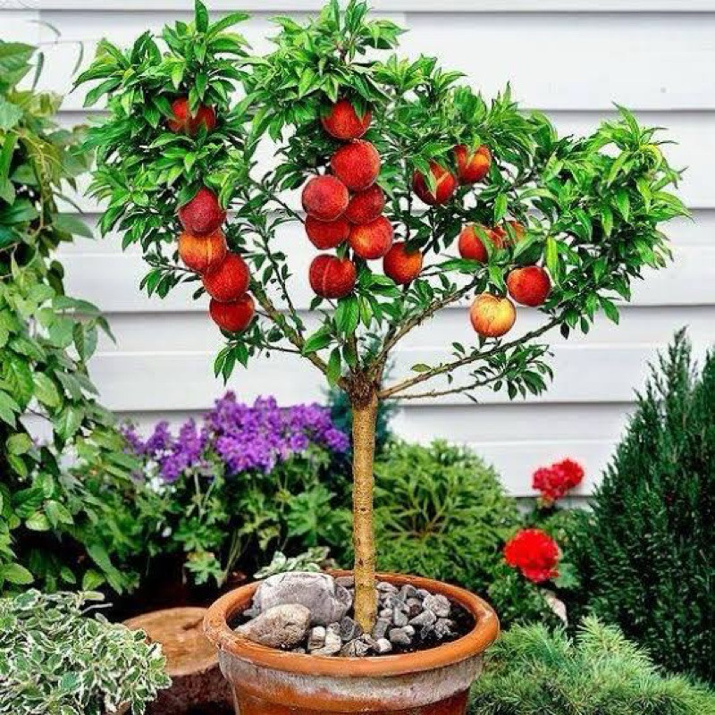 10 Sementes Maça de Vaso top em Oferta na Shopee