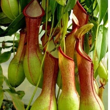 40 Sementes Planta Carnivora Nepenthes Viking pra fazer mudas 8 top