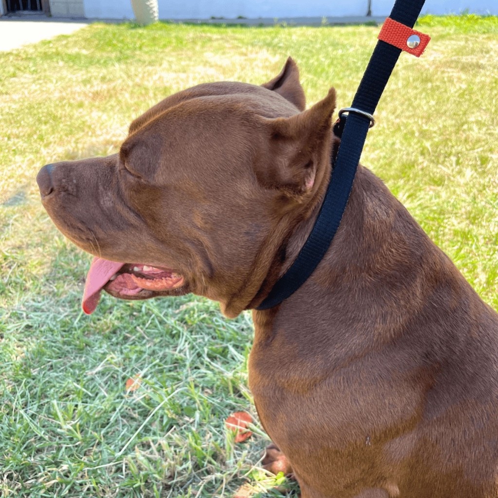 Guia Coleira Unificada Enforcador Para Cachorro Ideal Para Passeios Adestramento Pitbull