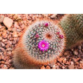 100 sements de Cacto alfineteiro arco-íris (Mammillaria rhodantha) h