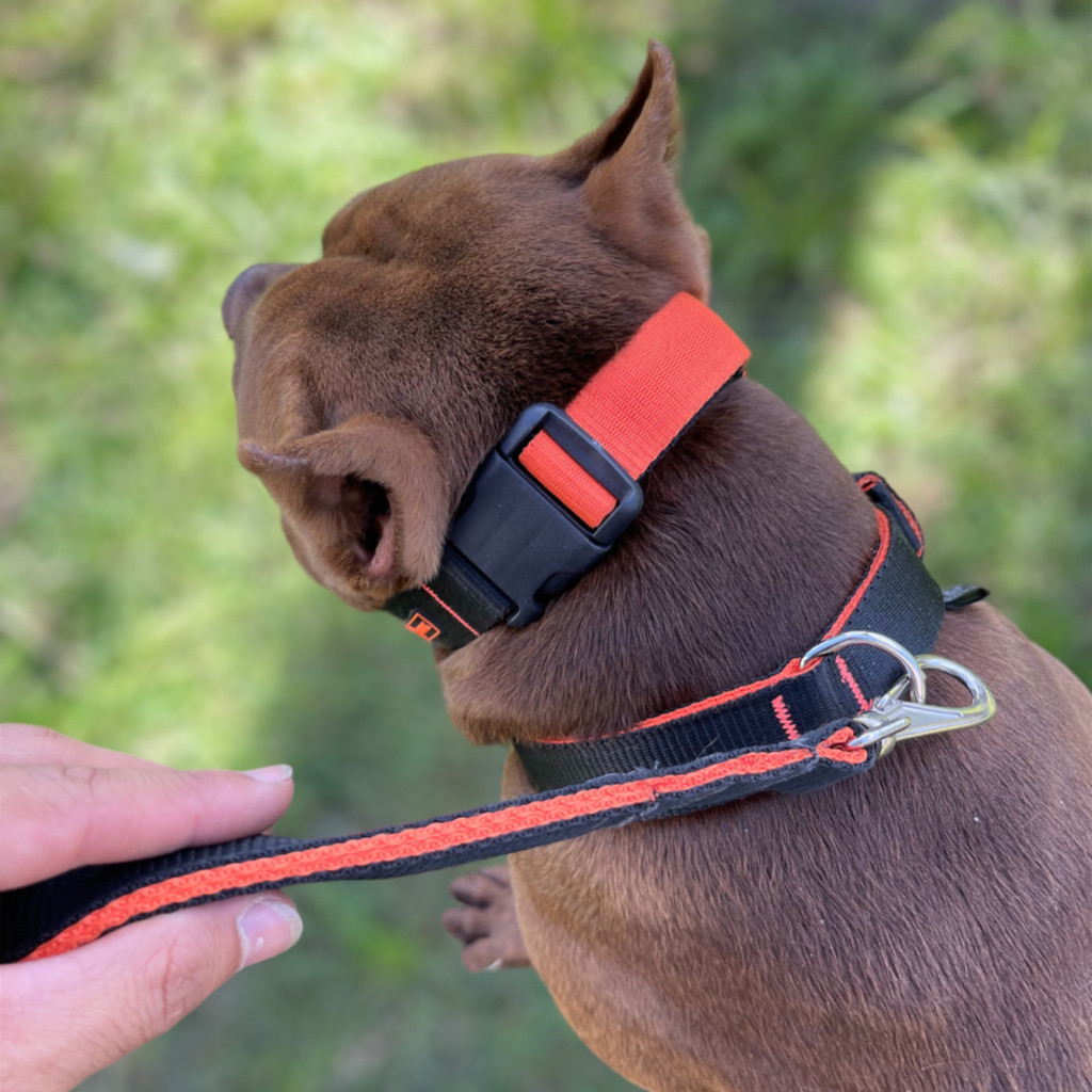 Coleira Para Cachorro Com Guia Super Macia Confortável Para Cães de Raças Forte Pitbull