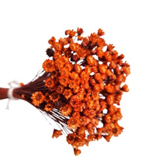 600 Sempre Viva Florzinha Laranja I Flores Desidratadas em Oferta na Shopee