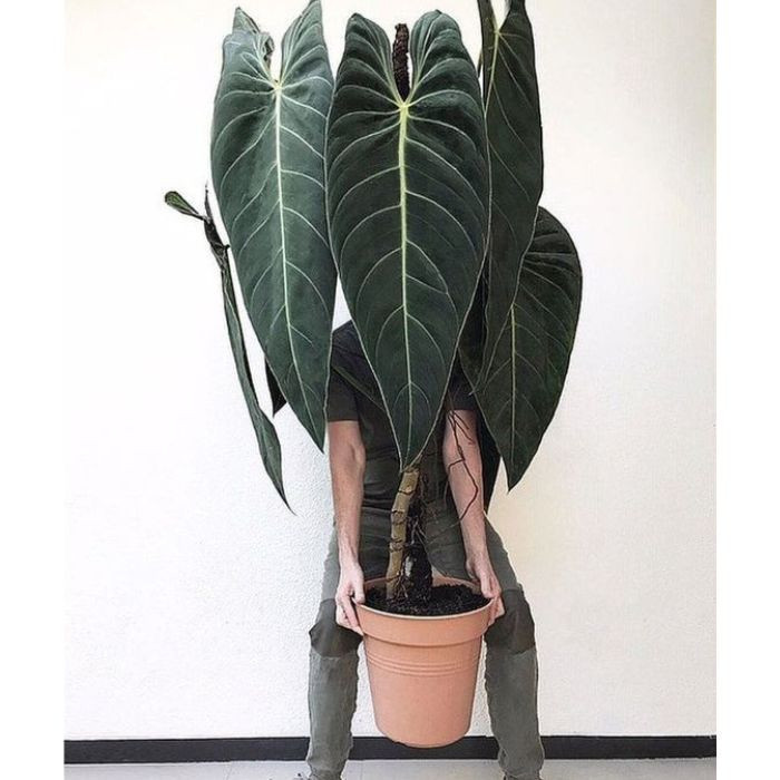 100 sements caladio gigante aracea de metro com manual de cultivo h