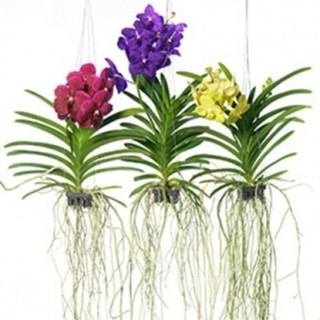 200 sementes originais de orquídea vanda cores sortidas y2 hg vx envio rápido top em Oferta na Shopee