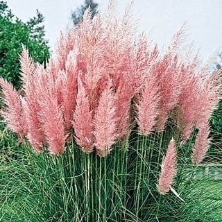 100 sementes de capim pampas rosa sementes tratadas pra fazer mudas a21 h