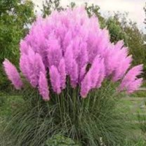 500 sementes tratadas de Capim Pampas pra fazer mudas a19 top em Oferta na Shopee