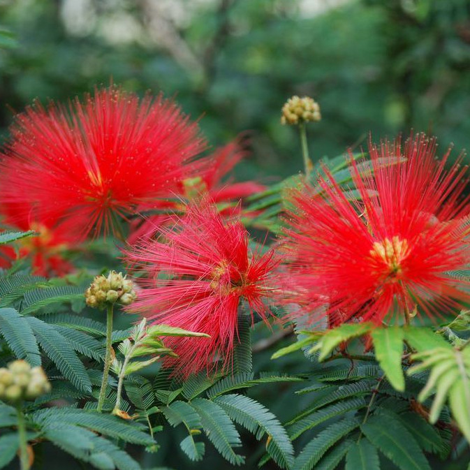 Caliandra Vermelha: Onde Comprar | BuscaProdutos