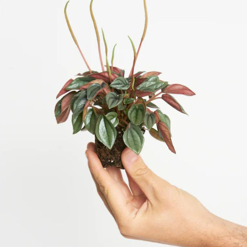 100 sements Peperomia Napoli Nights com manual de cultivo h