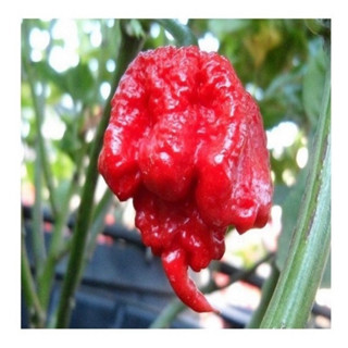 100 Sementes Pimenta Carolina Reaper top em Oferta na Shopee