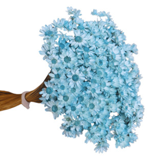 Flores Sempre Viva / Florzinha Azul Claro / Kit com ate 1.200 flores secas em Oferta na Shopee